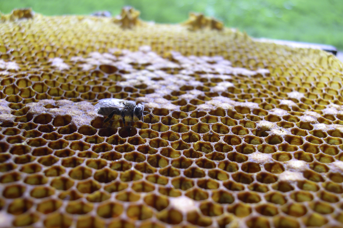 Activité La vie des abeilles