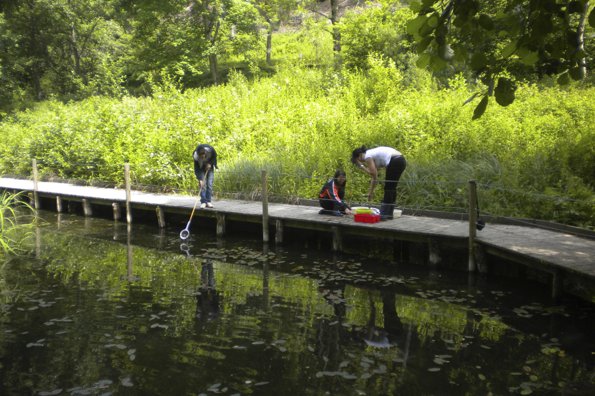 Activité La vie dans un étang