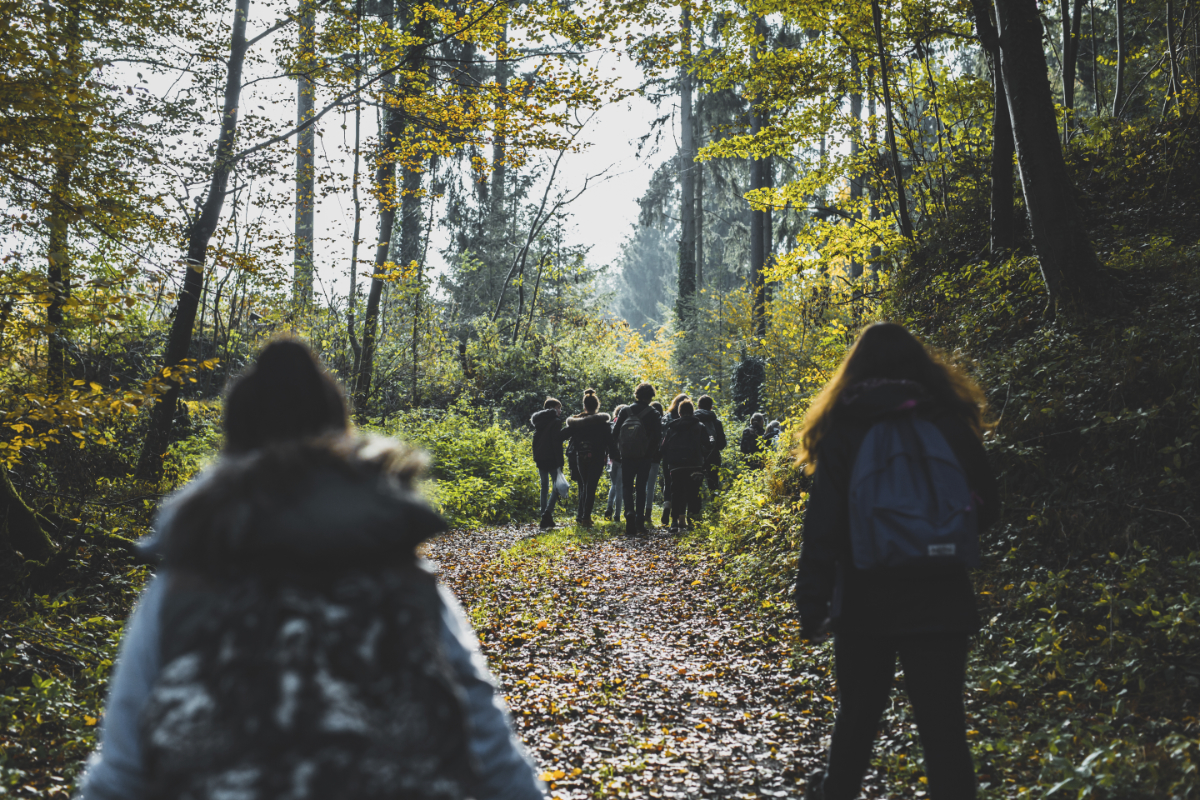 Activité L’écosystème de la forêt
