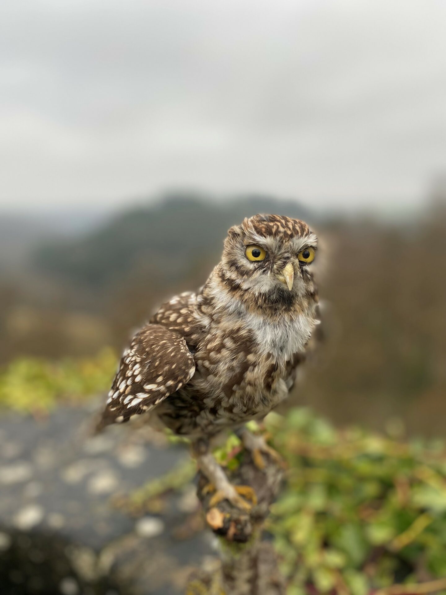 Activité La biodiversité à l&rsquo;exemple des rapaces