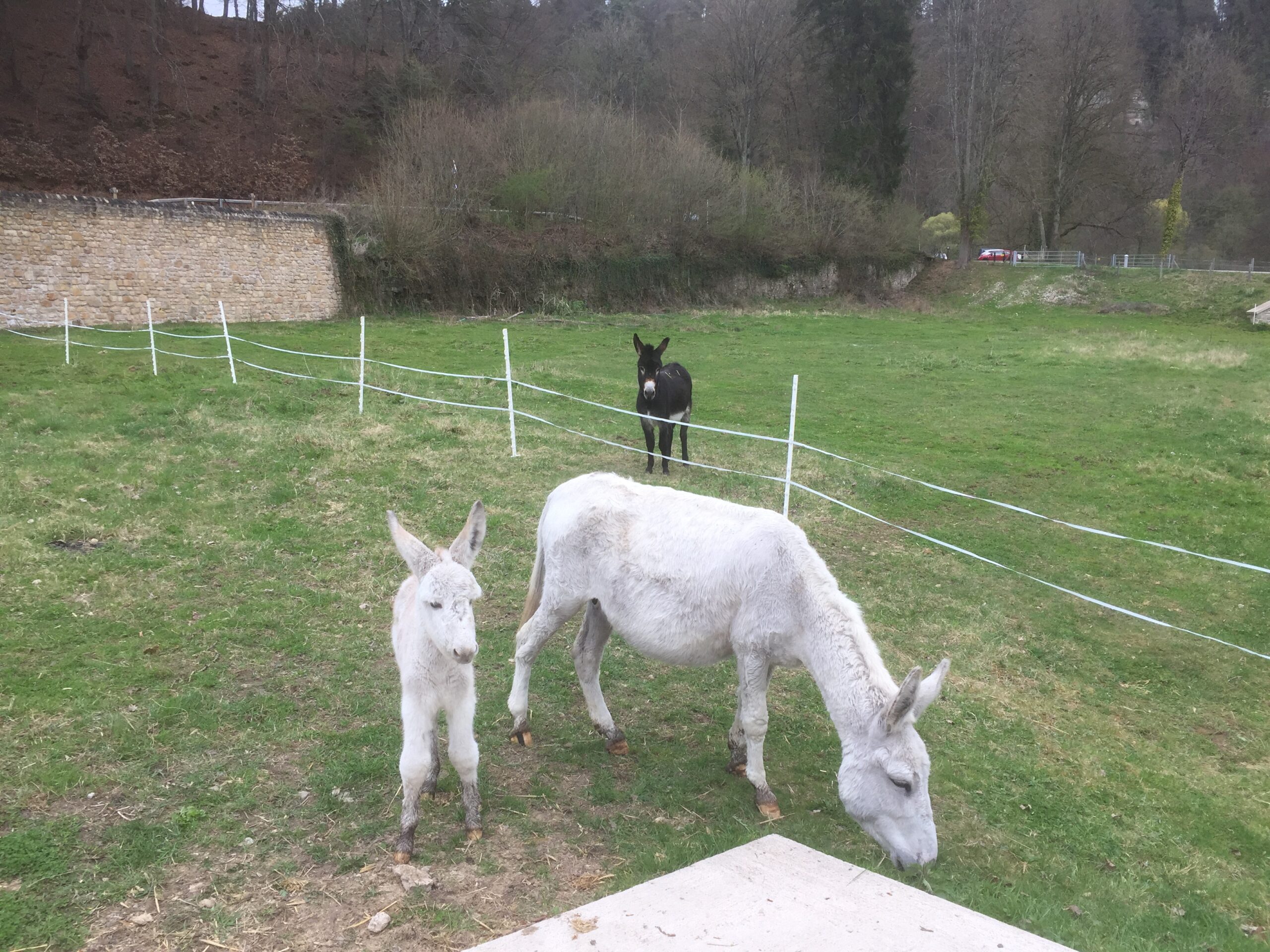 Activité La ferme du Marienthal