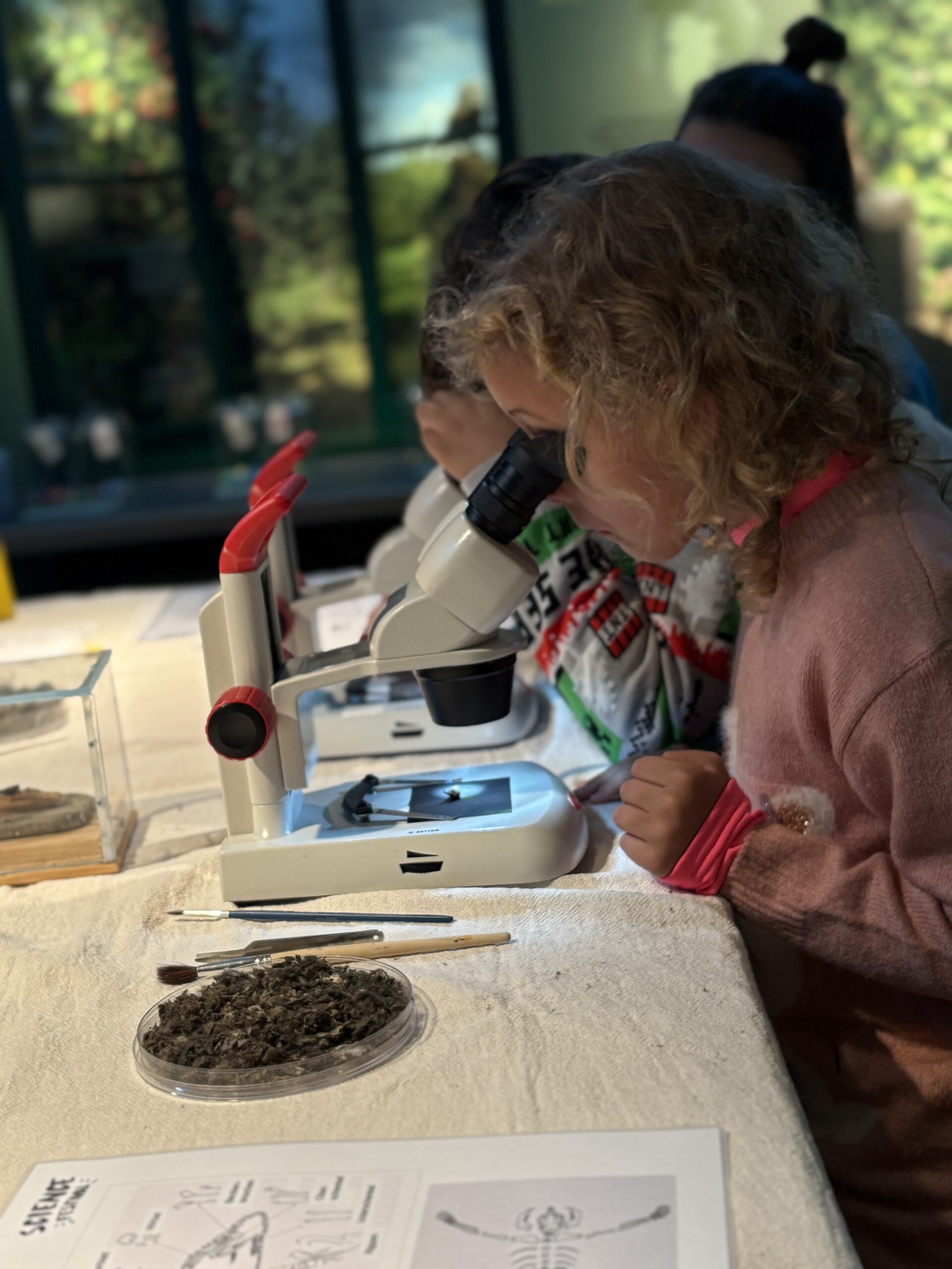 Activité La vie des hiboux et des chouettes